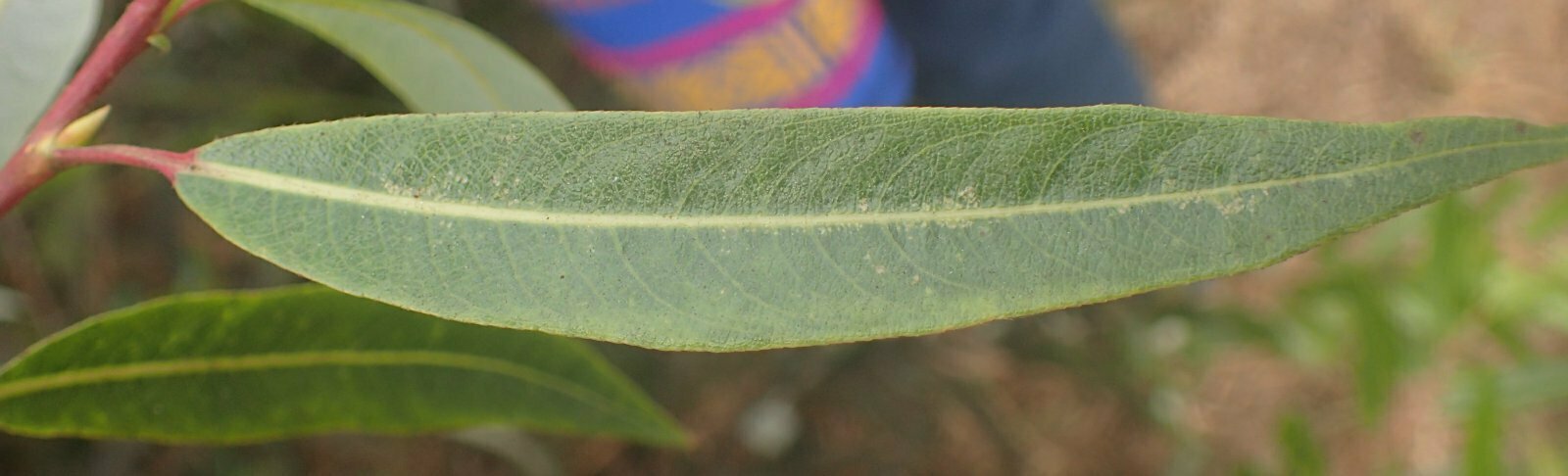 High Resolution Salix laevigata Leaf